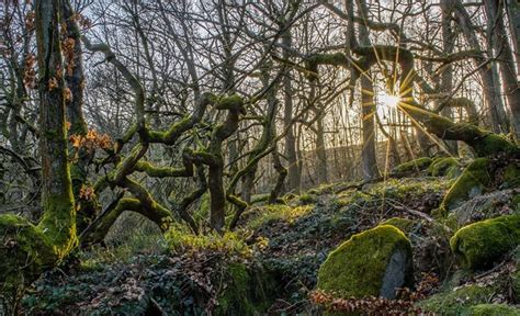 Unlocking Nature's Realm of Magic and Wonder in Woodlands